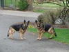 Volker/adopt pendi