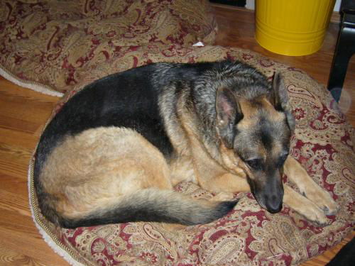 Terra/adopt pendin