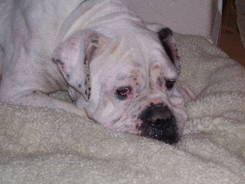 Anna Belle/Adopt P
