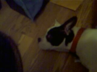 Lola/adopt pending