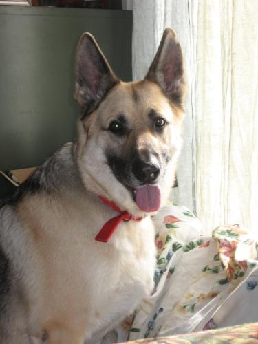 Tucker/adopt pendi