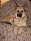 Tucker/adopt pendi