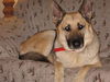 Tucker/adopt pendi