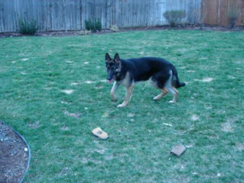 Trooper/adopt pend