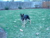 Trooper/adopt pend