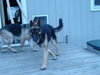 Trooper/adopt pend