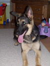 Major/adopt pendin