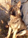 Mia/adopt pending