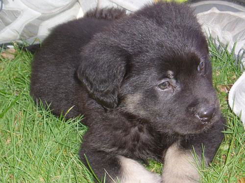 Rio/adopt pending