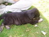 Rio/adopt pending