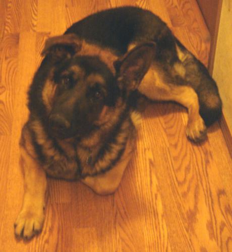 Jax/adopt pending