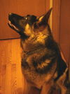 Jax/adopt pending