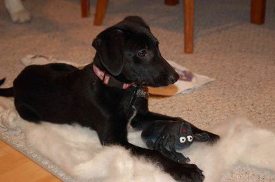 Mimi/adopt pending