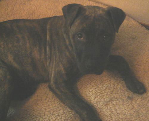 Milo/Adopted!