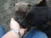 Milo/Adopted!
