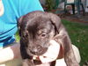Sydney/adopt pendi
