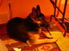 Truman/adopt pendi