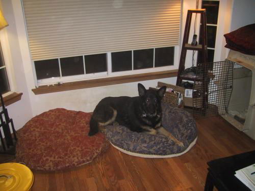 Magnus/adopt pendi