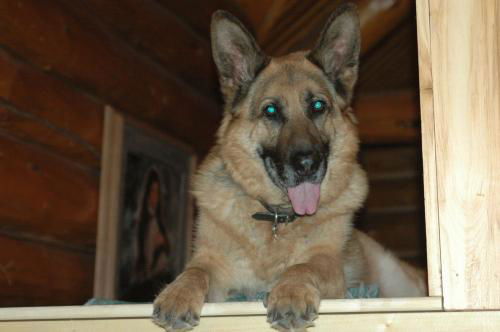 Altos/adopt pendin
