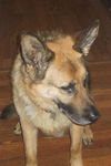 Altos/adopt pendin
