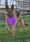 Altos/adopt pendin