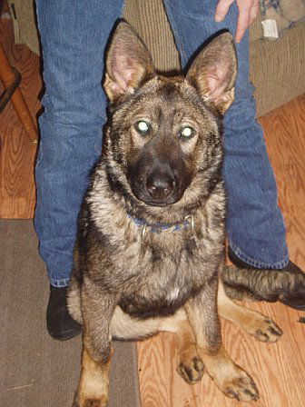Twix/adopt pending