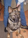 Twix/adopt pending