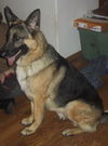 Knight/adopt pendi