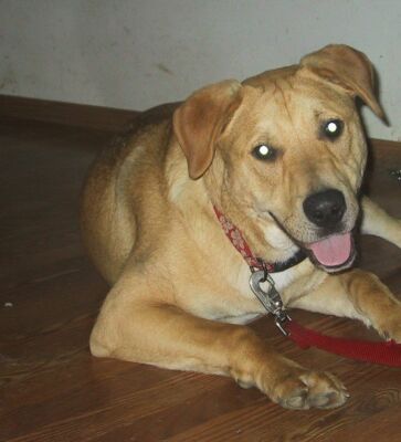 Sammy/adopt pendin