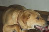 Sammy/adopt pendin