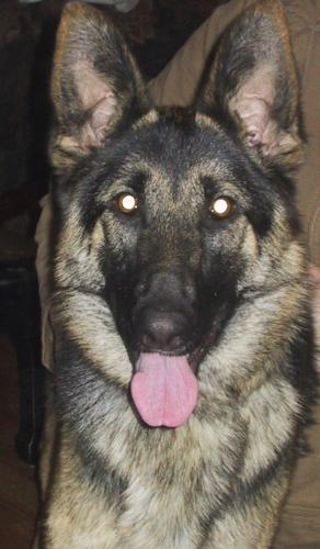 Maggie/adopt pendi