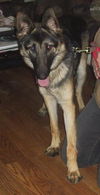 Maggie/adopt pendi