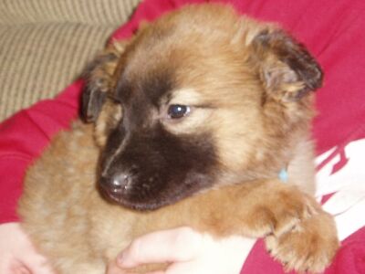 Twister/AdoptPend