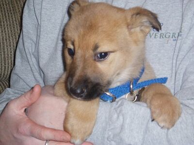 Tinker/adopt pendi