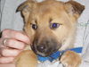 Tinker/adopt pendi
