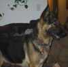Bo/Adopt pending