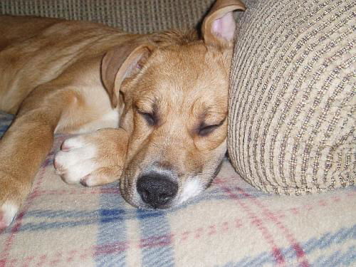 Amber/adopt pendin