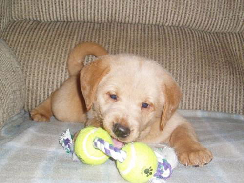 Sampson/adopt pend