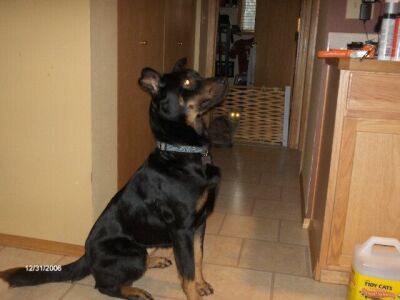 Maya/adopt pending