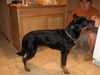 Maya/adopt pending