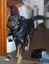 Maya/adopt pending