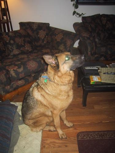 Nomar/adopt pendin