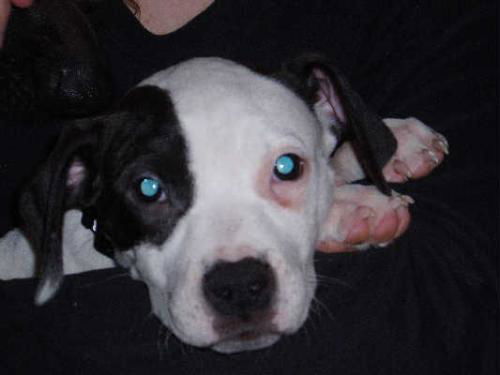 Kelsey/adopt pendi