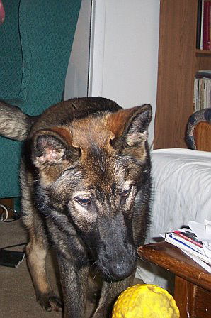 Noel/adopt pending