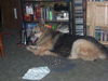 Augustus Adopted!
