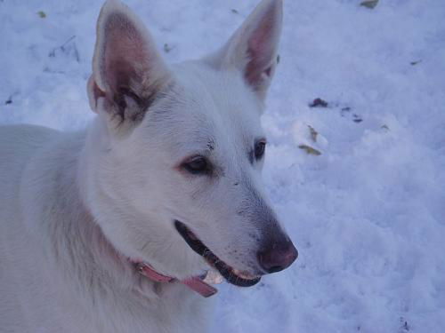 Crystal/adopt pend