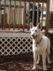 Crystal/adopt pend
