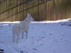 Crystal/adopt pend