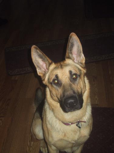 Bruno/adopt pendin