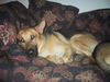 Bruno/adopt pendin